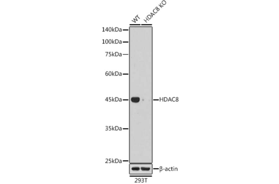 Western Blot - Anti-HDAC8 Antibody [ARC1331] (A307212) - Antibodies.com