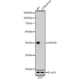 Western Blot - Anti-HDAC8 Antibody [ARC1331] (A307212) - Antibodies.com