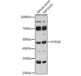 Western Blot - Anti-5HT1B Receptor Antibody (A307213) - Antibodies.com