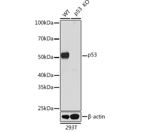 Western Blot - Anti-p53 Antibody (A307215) - Antibodies.com