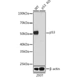 Western Blot - Anti-p53 Antibody (A307215) - Antibodies.com