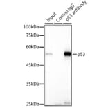 Western Blot - Anti-p53 Antibody (A307215) - Antibodies.com