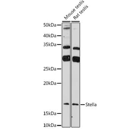 Western Blot - Anti-STELLAR Antibody (A307217) - Antibodies.com