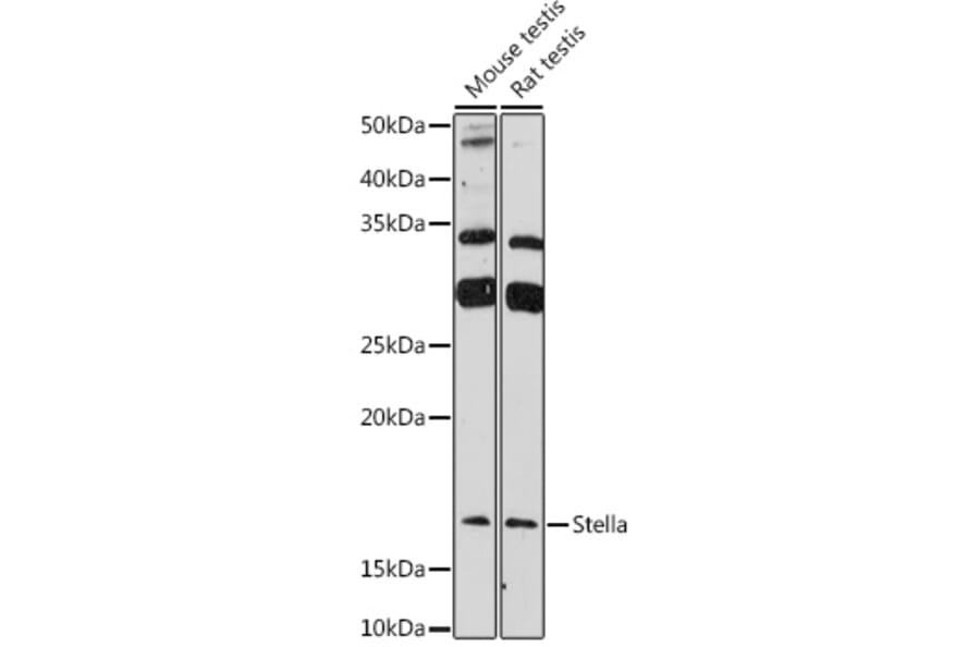 Western Blot - Anti-STELLAR Antibody (A307217) - Antibodies.com