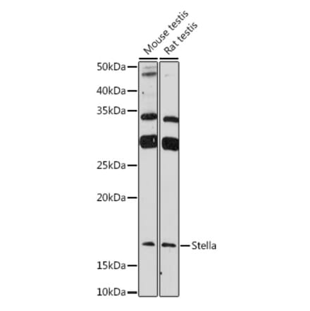 Western Blot - Anti-STELLAR Antibody (A307217) - Antibodies.com