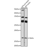 Western Blot - Anti-STELLAR Antibody (A307217) - Antibodies.com