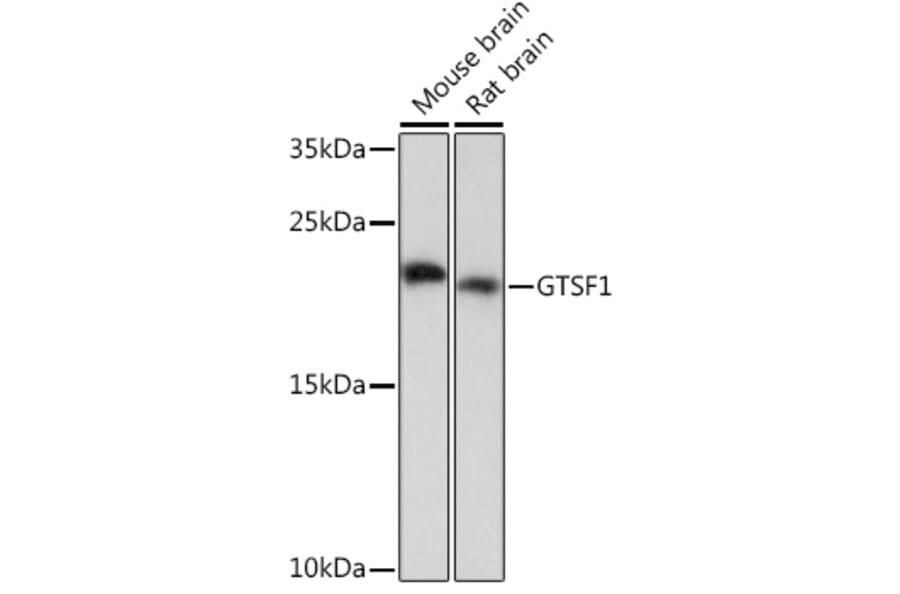 Western Blot - Anti-GTSF1 Antibody (A307219) - Antibodies.com