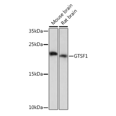 Western Blot - Anti-GTSF1 Antibody (A307219) - Antibodies.com