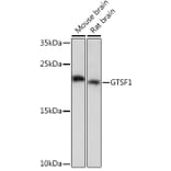 Western Blot - Anti-GTSF1 Antibody (A307219) - Antibodies.com