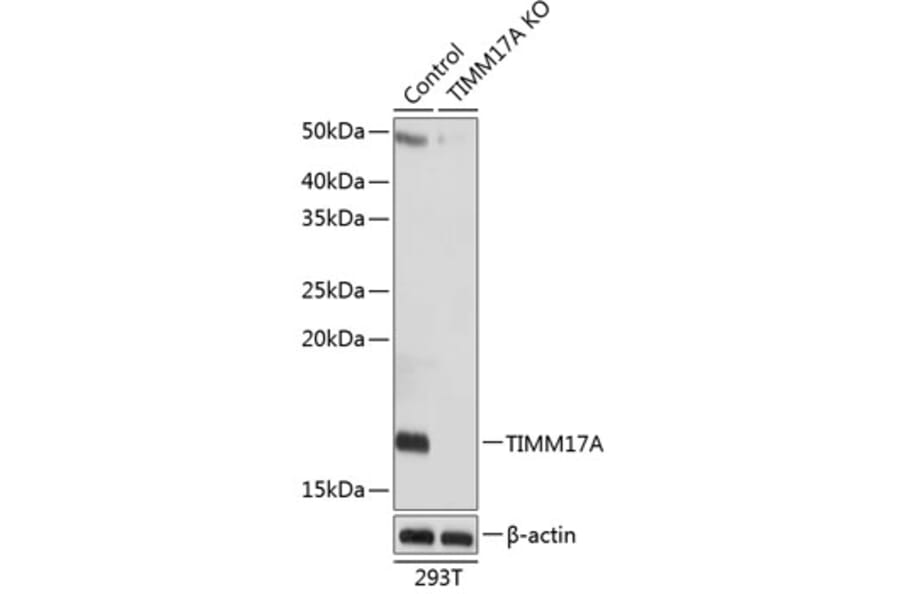 Western Blot - Anti-TIMM17A / TIM17 Antibody (A307220) - Antibodies.com
