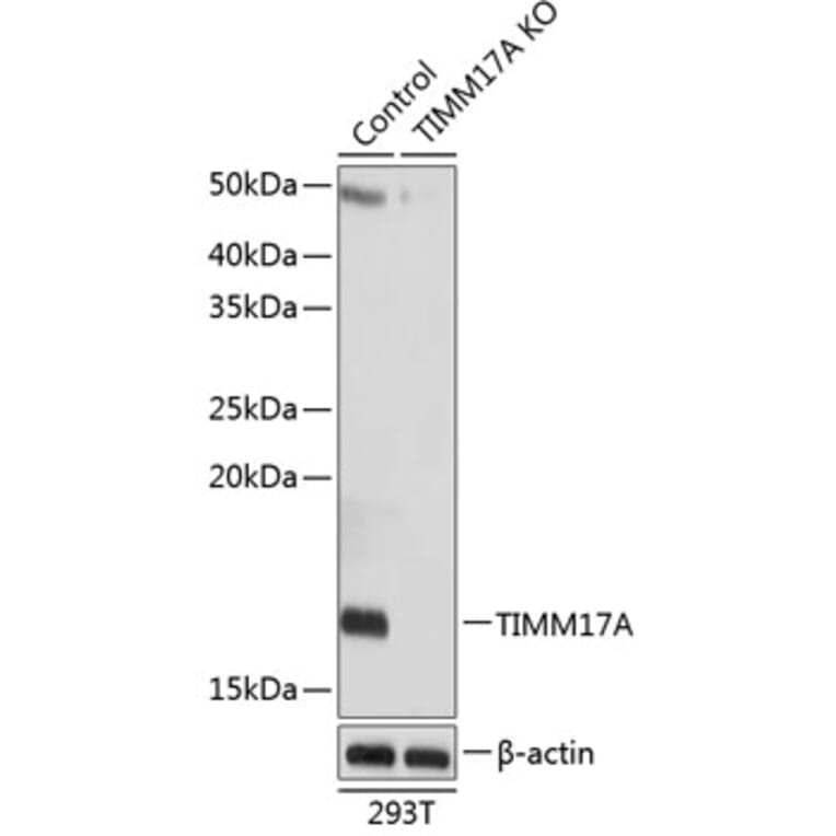 Western Blot - Anti-TIMM17A / TIM17 Antibody (A307220) - Antibodies.com