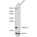 Western Blot - Anti-TIMM17A / TIM17 Antibody (A307220) - Antibodies.com