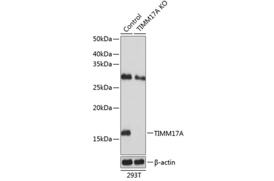 Western Blot - Anti-TIMM17A / TIM17 Antibody (A307221) - Antibodies.com