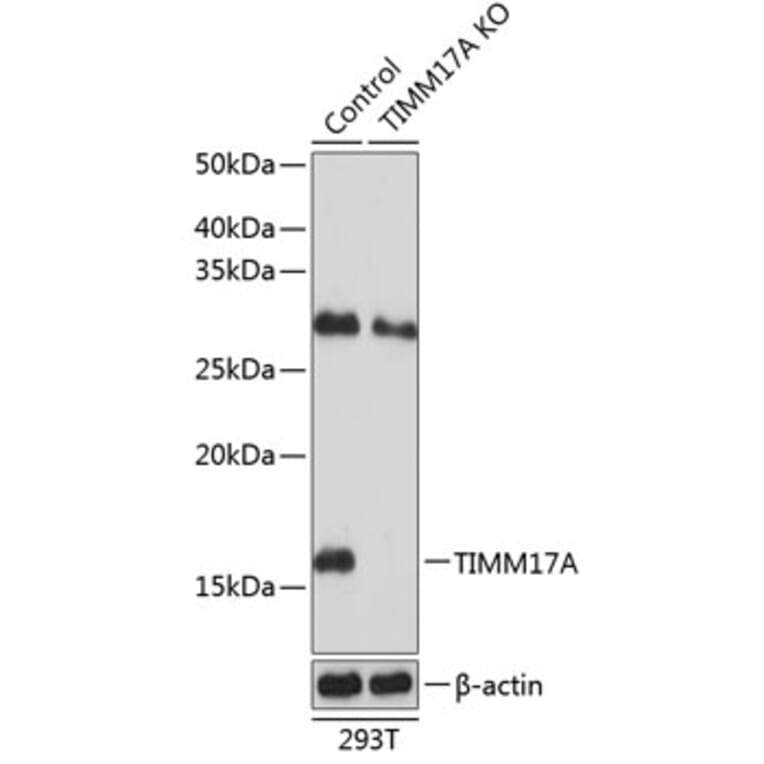 Western Blot - Anti-TIMM17A / TIM17 Antibody (A307221) - Antibodies.com