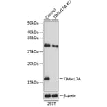 Western Blot - Anti-TIMM17A / TIM17 Antibody (A307221) - Antibodies.com