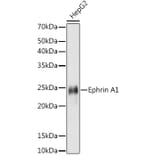 Western Blot - Anti-Ephrin A1 Antibody [ARC1443] (A307223) - Antibodies.com