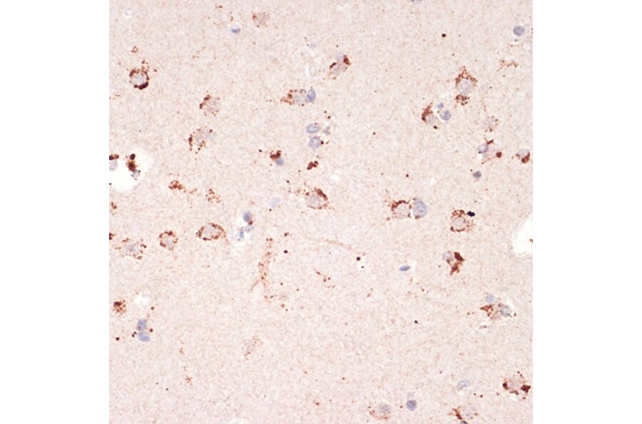 Immunohistochemistry - Anti-Ephrin A1 Antibody [ARC1443] (A307223) - Antibodies.com