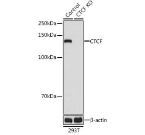 Western Blot - Anti-CTCF Antibody (A307226) - Antibodies.com