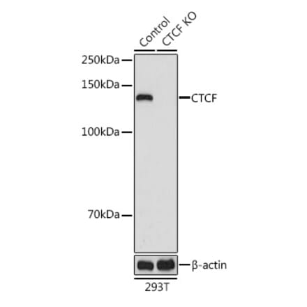 Western Blot - Anti-CTCF Antibody (A307226) - Antibodies.com