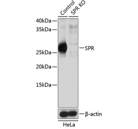 Western Blot - Anti-SPR Antibody (A307229) - Antibodies.com