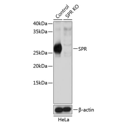 Western Blot - Anti-SPR Antibody (A307229) - Antibodies.com