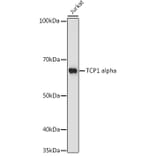 Western Blot - Anti-TCP1 alpha/CCTA Antibody (A307231) - Antibodies.com