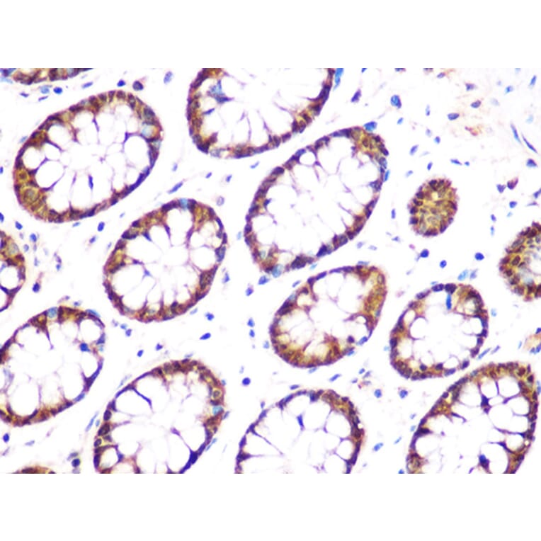 Immunohistochemistry - Anti-UCHL3 Antibody [ARC1874] (A307232) - Antibodies.com