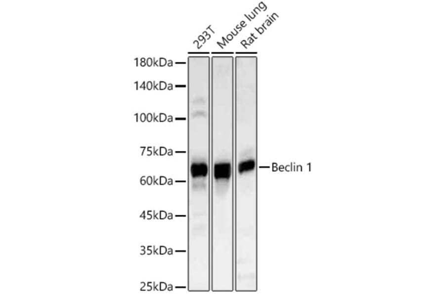 Western Blot - Anti-Beclin 1 Antibody (A307235) - Antibodies.com