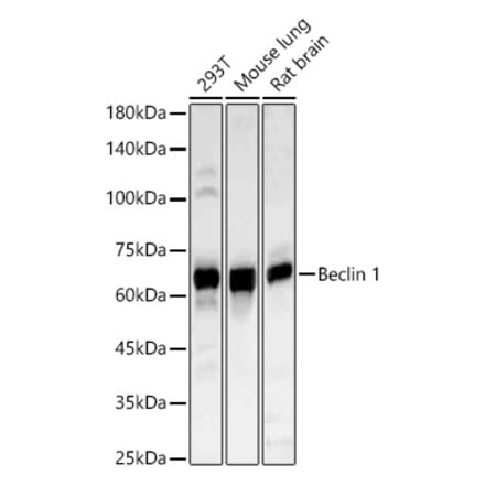 Western Blot - Anti-Beclin 1 Antibody (A307235) - Antibodies.com