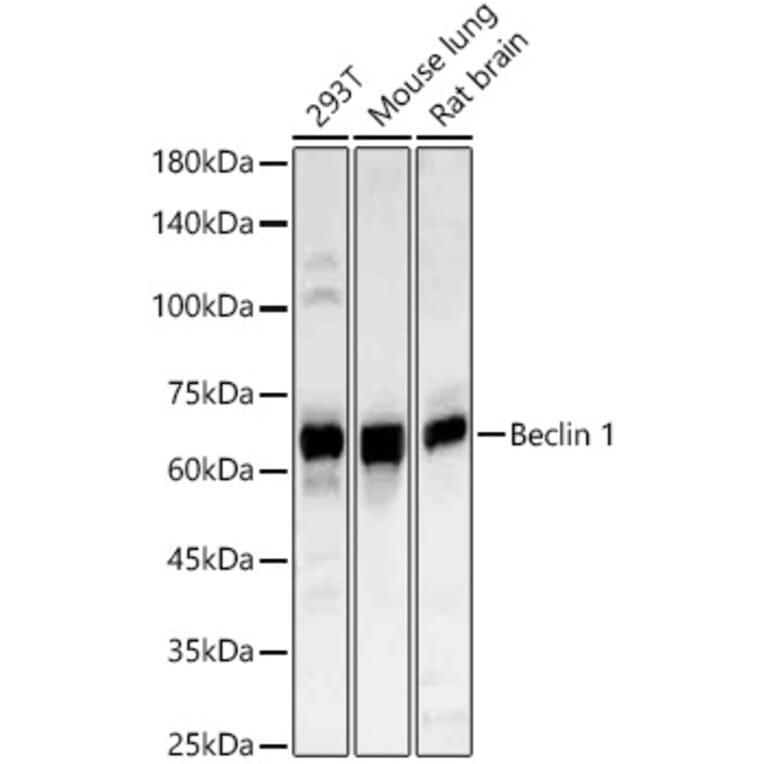 Western Blot - Anti-Beclin 1 Antibody (A307235) - Antibodies.com