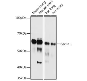 Western Blot - Anti-Beclin 1 Antibody (A307236) - Antibodies.com