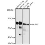 Western Blot - Anti-Beclin 1 Antibody (A307236) - Antibodies.com