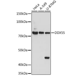 Western Blot - Anti-DDX55 Antibody (A307238) - Antibodies.com