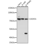 Western Blot - Anti-DDX55 Antibody (A307238) - Antibodies.com