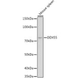 Western Blot - Anti-DDX55 Antibody (A307238) - Antibodies.com
