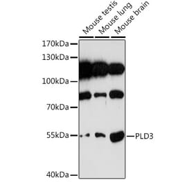 Western Blot - Anti-PLD3 Antibody (A307239) - Antibodies.com