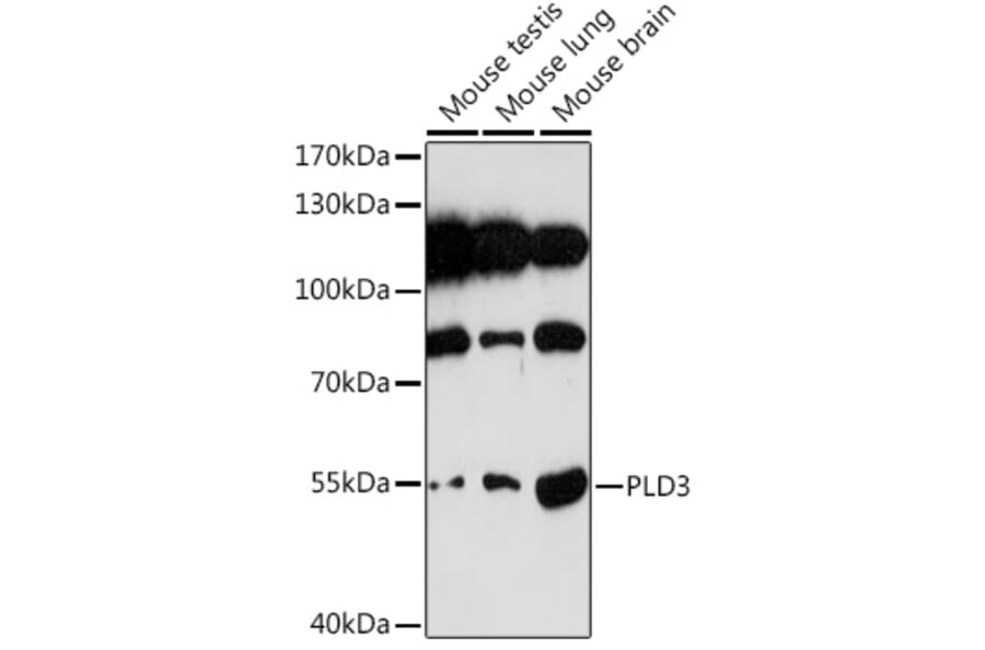 Western Blot - Anti-PLD3 Antibody (A307239) - Antibodies.com