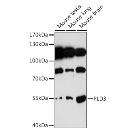 Western Blot - Anti-PLD3 Antibody (A307239) - Antibodies.com