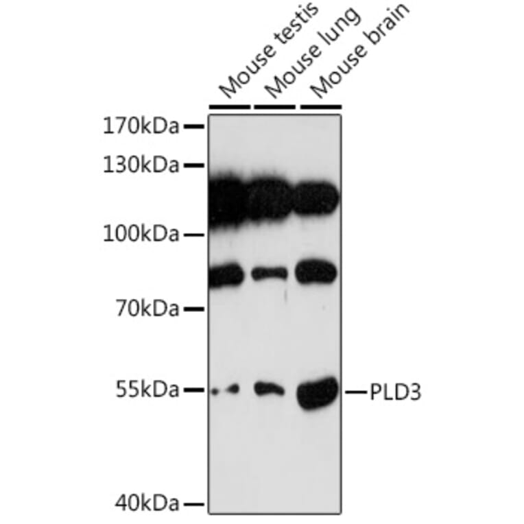 Western Blot - Anti-PLD3 Antibody (A307239) - Antibodies.com