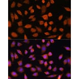 Immunofluorescence - Anti-PLD3 Antibody (A307239) - Antibodies.com