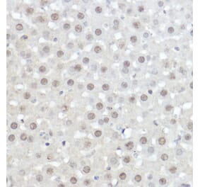 Immunohistochemistry - Anti-AHNAK Antibody (A307240) - Antibodies.com