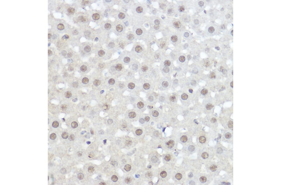 Immunohistochemistry - Anti-AHNAK Antibody (A307240) - Antibodies.com