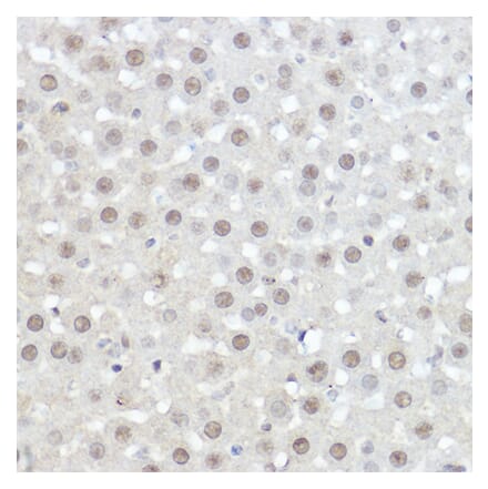 Immunohistochemistry - Anti-AHNAK Antibody (A307240) - Antibodies.com