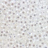 Immunohistochemistry - Anti-AHNAK Antibody (A307240) - Antibodies.com