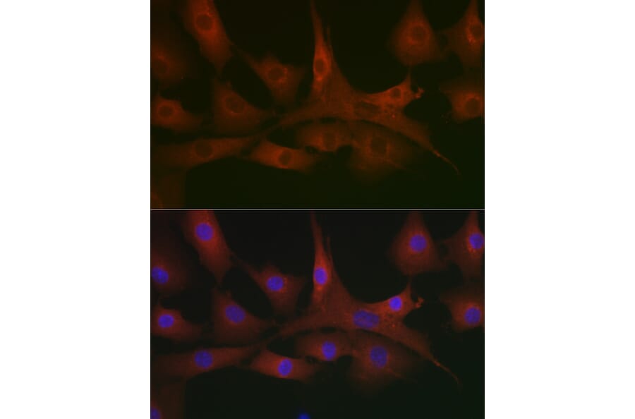 Immunofluorescence - Anti-AHNAK Antibody (A307240) - Antibodies.com