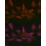 Immunofluorescence - Anti-AHNAK Antibody (A307240) - Antibodies.com