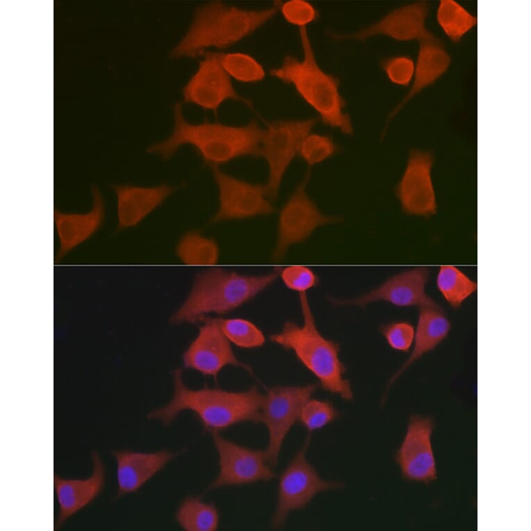Immunofluorescence - Anti-AHNAK Antibody (A307240) - Antibodies.com