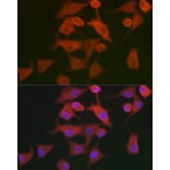 Immunofluorescence - Anti-AHNAK Antibody (A307240) - Antibodies.com