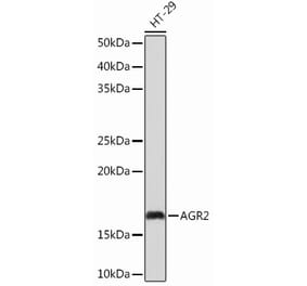 Western Blot - Anti-AGR2 Antibody [ARC0709] (A307241) - Antibodies.com