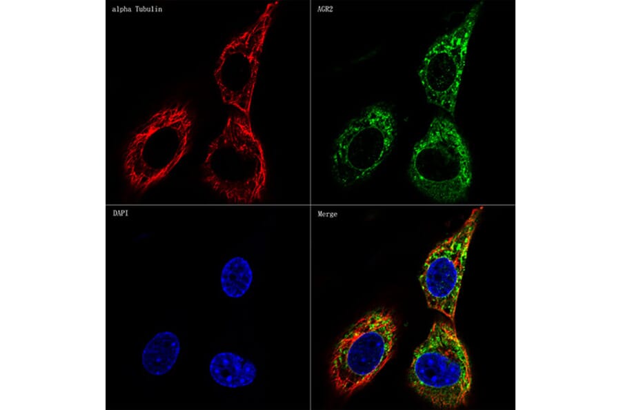 Immunofluorescence - Anti-AGR2 Antibody [ARC0709] (A307241) - Antibodies.com